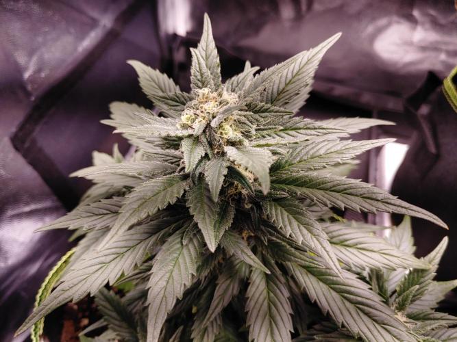 Royal Critical | Indoor | Wintergrow. Week 9 - #1