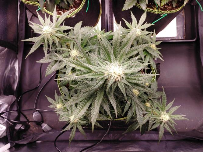 Royal Critical | Indoor | Wintergrow. Week 9 - #2