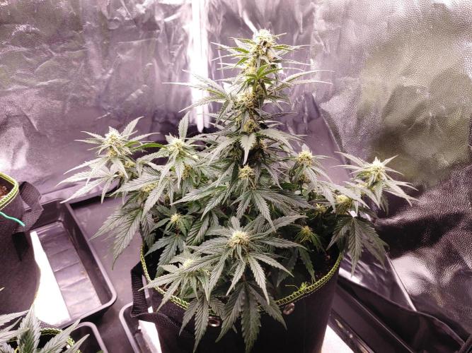 Royal Critical | Indoor | Wintergrow. Week 9 - #2