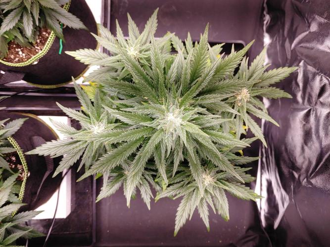 Royal Critical | Indoor | Wintergrow. Week 9 - #3