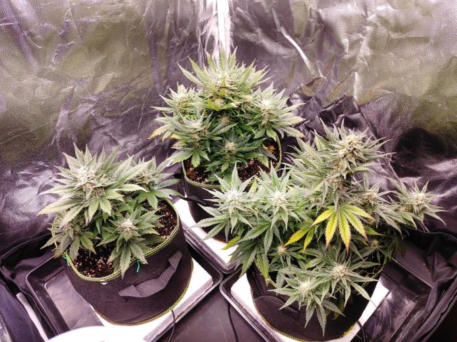 Royal Critical | Indoor | Wintergrow. Week 10