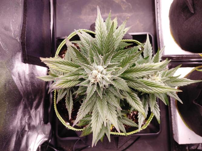 Royal Critical | Indoor | Wintergrow. Week 10 - #1