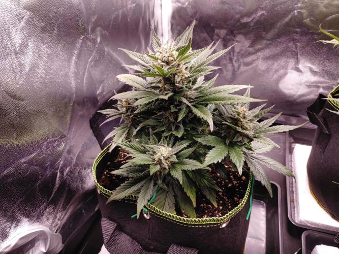 Royal Critical | Indoor | Wintergrow. Week 10 - #1