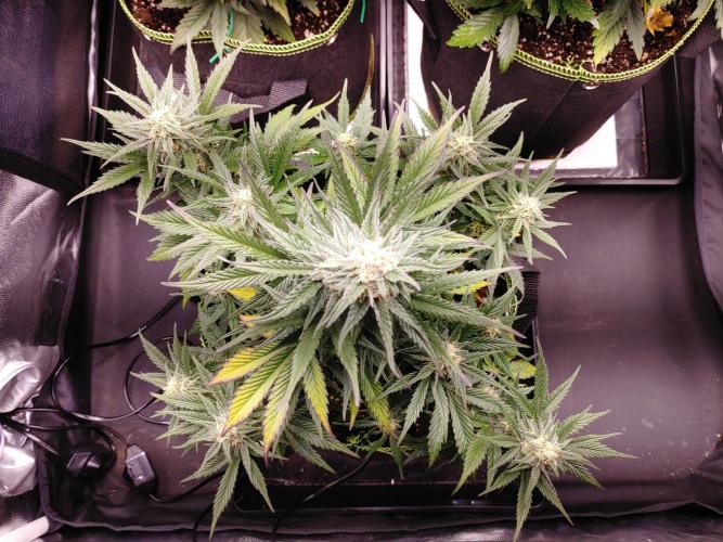 Royal Critical | Indoor | Wintergrow. Week 10 - #2