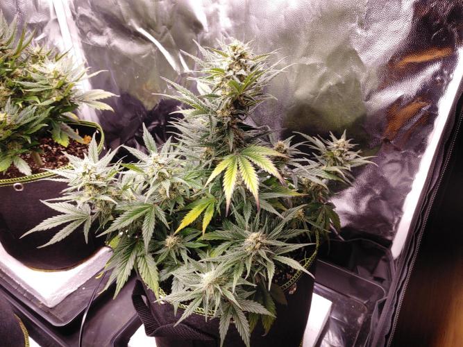 Royal Critical | Indoor | Wintergrow. Week 10 - #2