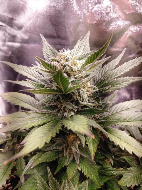Royal Critical | Indoor | Wintergrow. Week 10 - #1, main cola