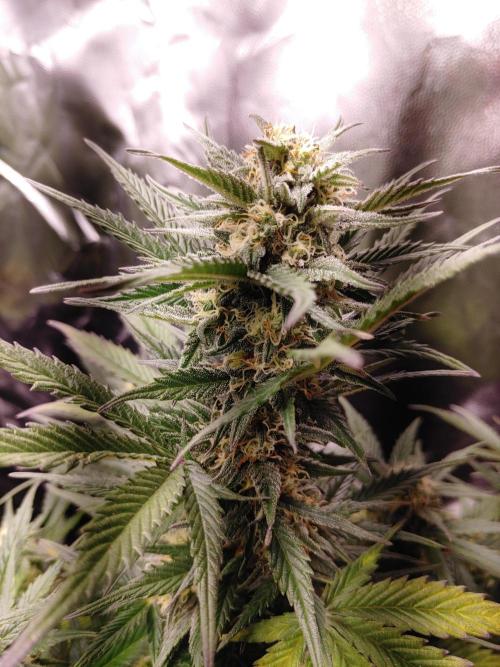 Royal Critical | Indoor | Wintergrow. Week 10 - #2, main cola