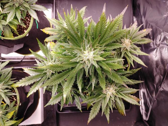Royal Critical | Indoor | Wintergrow. Week 10 - #3