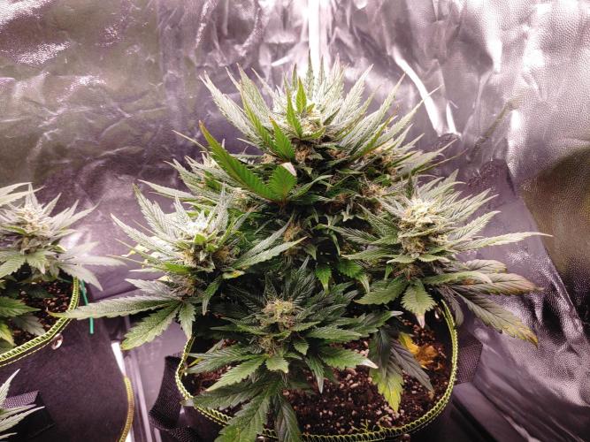 Royal Critical | Indoor | Wintergrow. Week 10 - #3
