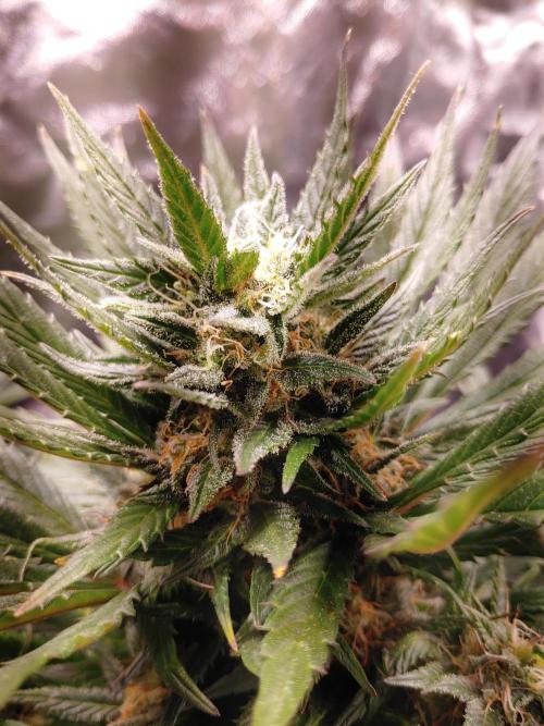 Royal Critical | Indoor | Wintergrow. Week 10 - #3, main cola