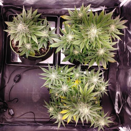 Royal Critical | Indoor | Wintergrow. Week 10