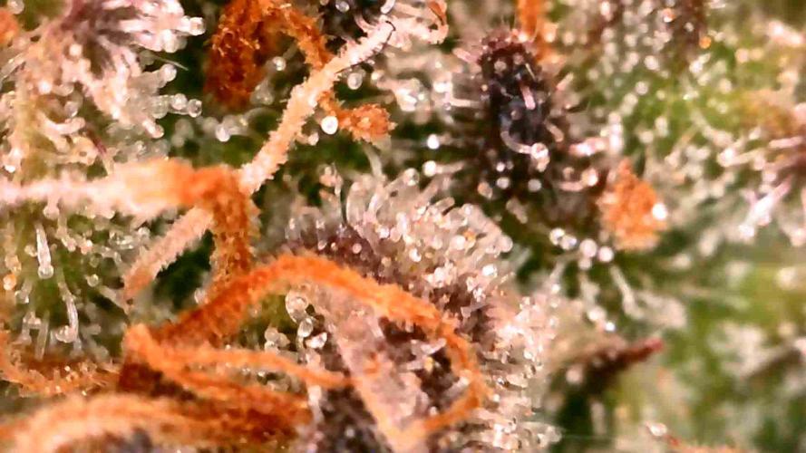 Royal Critical | Indoor | Wintergrow. Week 11 - #1, end of the week