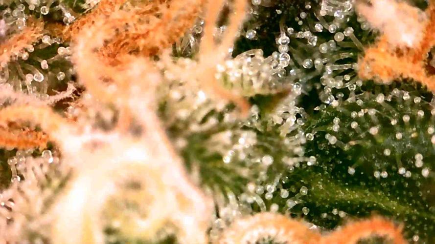 Royal Critical | Indoor | Wintergrow. Week 11 - #1, start of the week