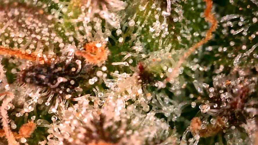 Royal Critical | Indoor | Wintergrow. Week 11 - #2, end of the week