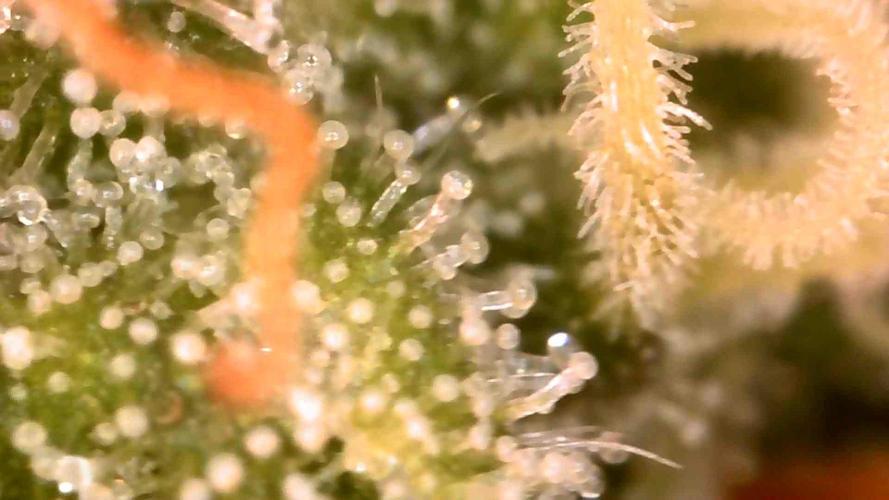Royal Critical | Indoor | Wintergrow. Week 11 - #2, start of the week