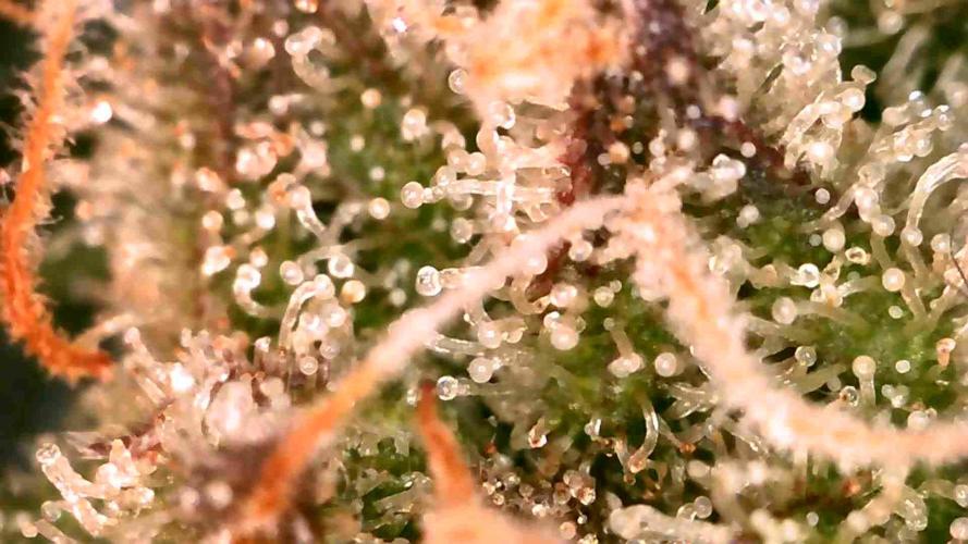 Royal Critical | Indoor | Wintergrow. Week 11 - #3, end of the week