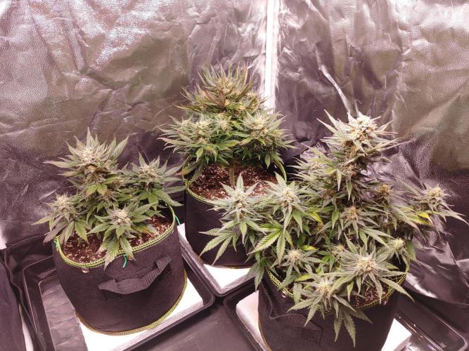 Royal Critical | Indoor | Wintergrow. Week 11