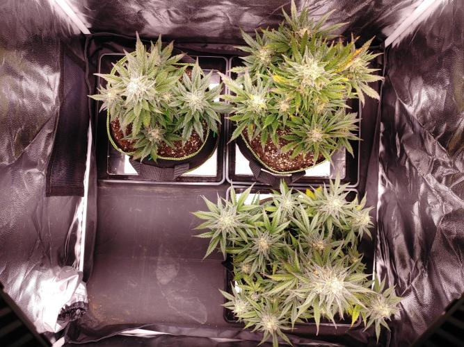 Royal Critical | Indoor | Wintergrow. Week 11