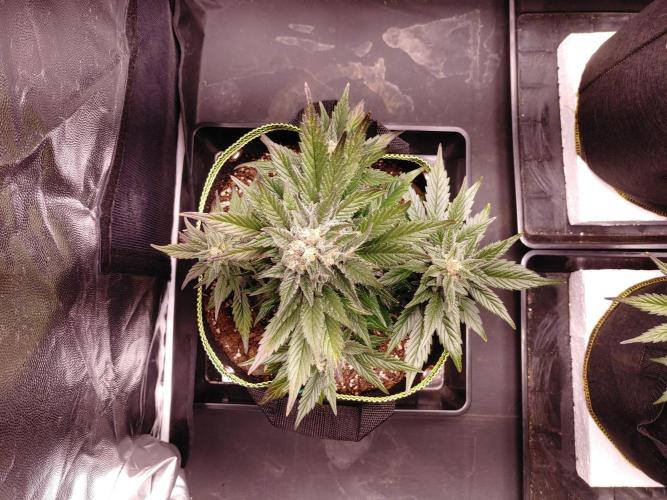 Royal Critical | Indoor | Wintergrow. Week 11 - #1