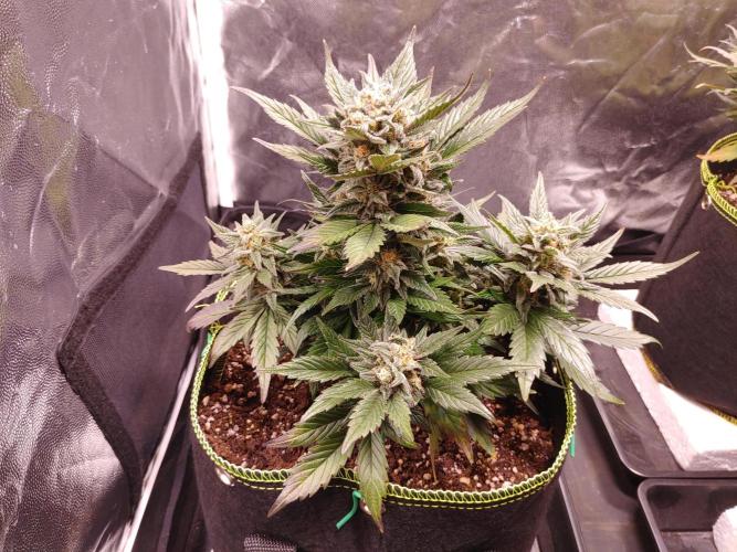 Royal Critical | Indoor | Wintergrow. Week 11 - #1