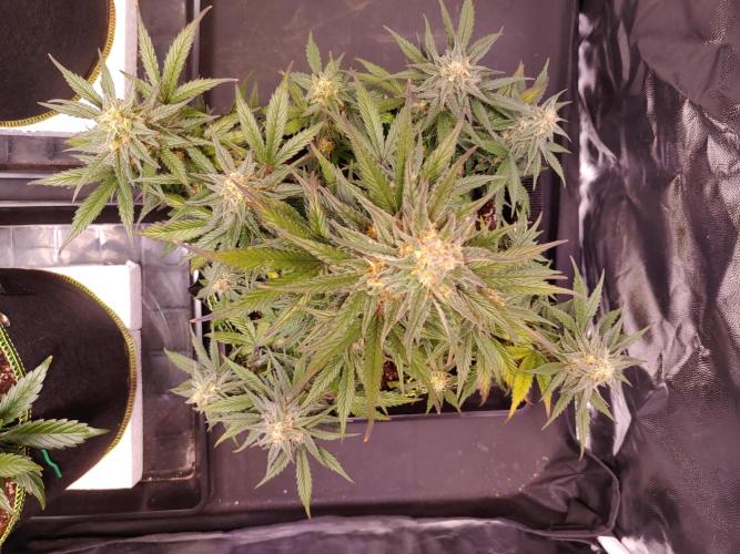 Royal Critical | Indoor | Wintergrow. Week 11 - #2