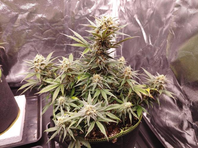 Royal Critical | Indoor | Wintergrow. Week 11 - #2