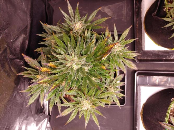 Royal Critical | Indoor | Wintergrow. Week 11 - #3