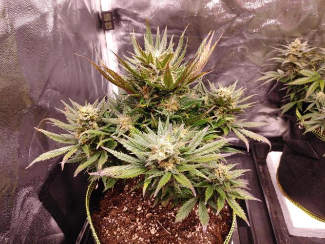 Royal Critical | Indoor | Wintergrow. Week 11 - #3