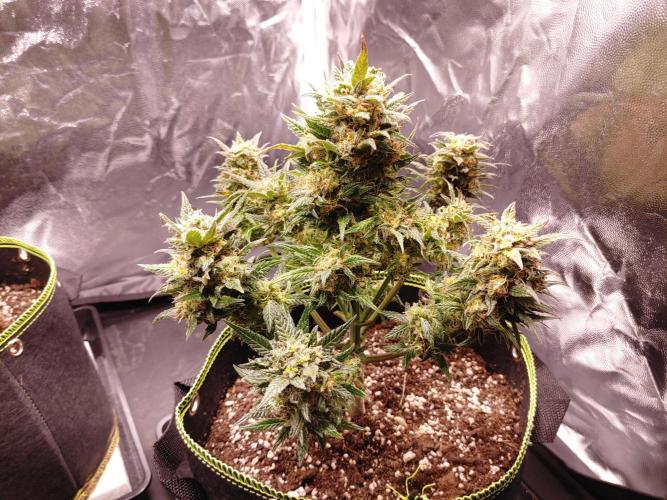 Royal Critical | Indoor | Wintergrow. Week 12 - #3