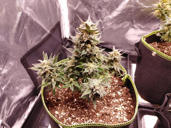 Royal Critical | Indoor | Wintergrow. Week 12 - #1