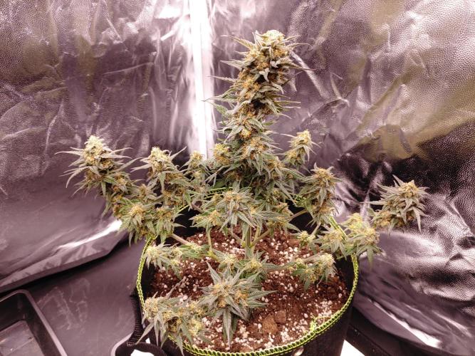 Royal Critical | Indoor | Wintergrow. Week 12 - #2