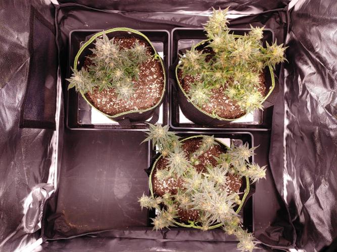 Royal Critical | Indoor | Wintergrow. Week 12