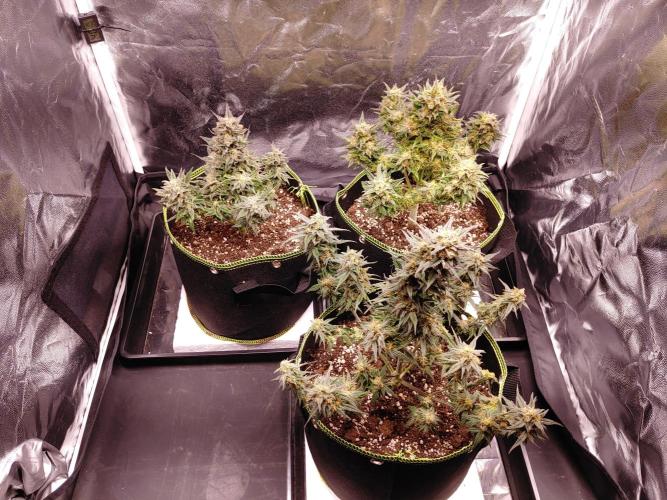 Royal Critical | Indoor | Wintergrow. Week 12