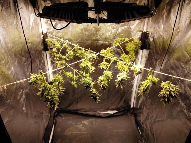 Royal Critical | Indoor | Wintergrow. Week 12