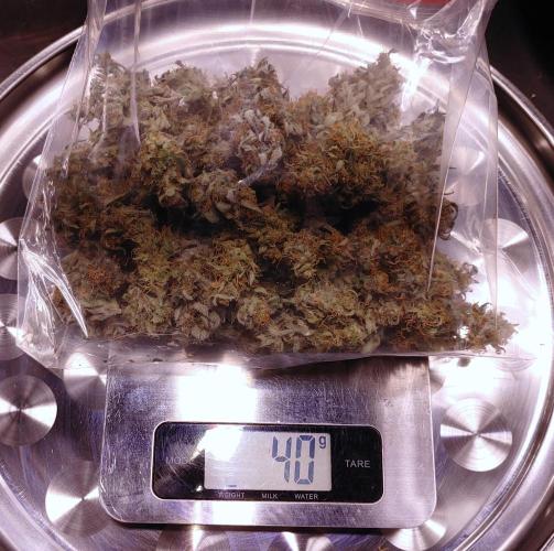 Royal Critical | Indoor | Wintergrow. Week 12