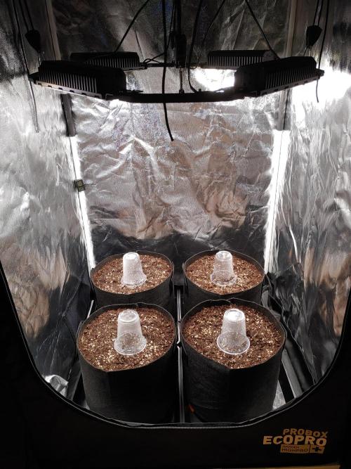 Quick One | Indoor | Grow #4. Week 0