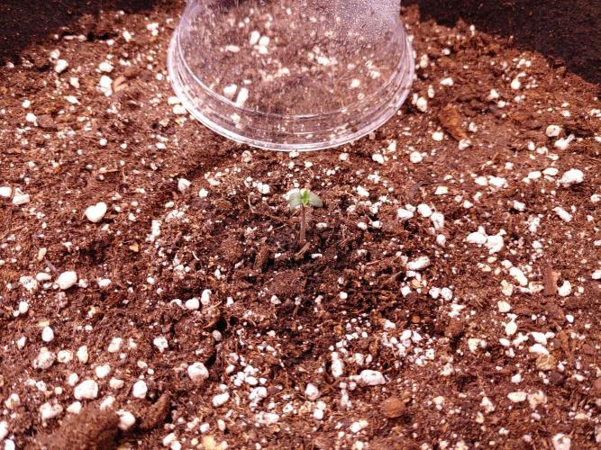 Quick One | Indoor | Grow #4. Week 0 - Top Right