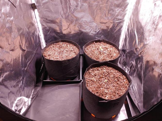 Quick One | Indoor | Grow #4. Week 1