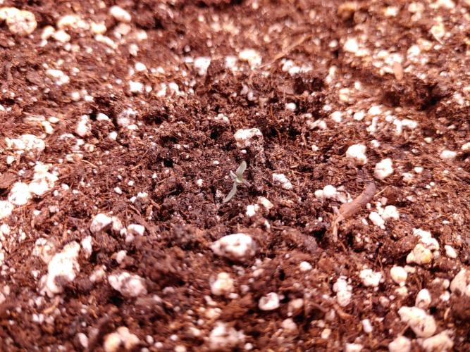 Quick One | Indoor | Grow #4. Week 1