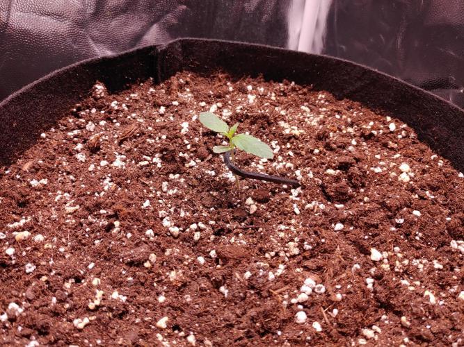 Quick One | Indoor | Grow #4. Week 1