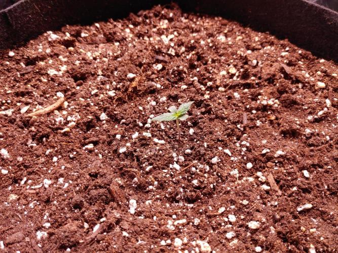 Quick One | Indoor | Grow #4. Week 1
