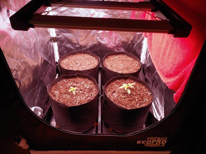 Quick One | Indoor | Grow #4. Week 2