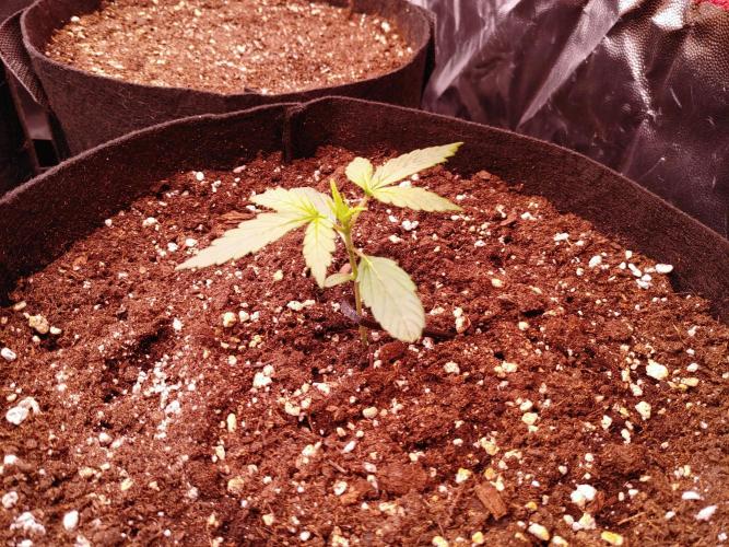 Quick One | Indoor | Grow #4. Week 2 - Plant #1