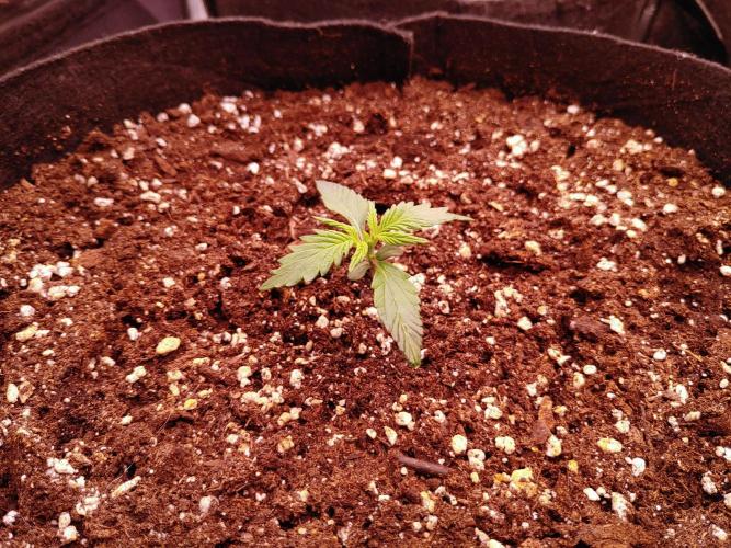 Quick One | Indoor | Grow #4. Week 2 - Plant #2