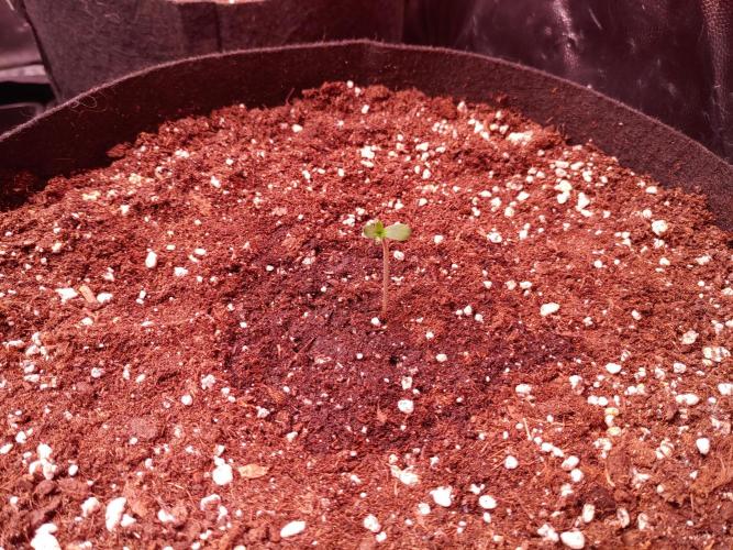 Special Queen #1 | Indoor | Grow #4. Week 0