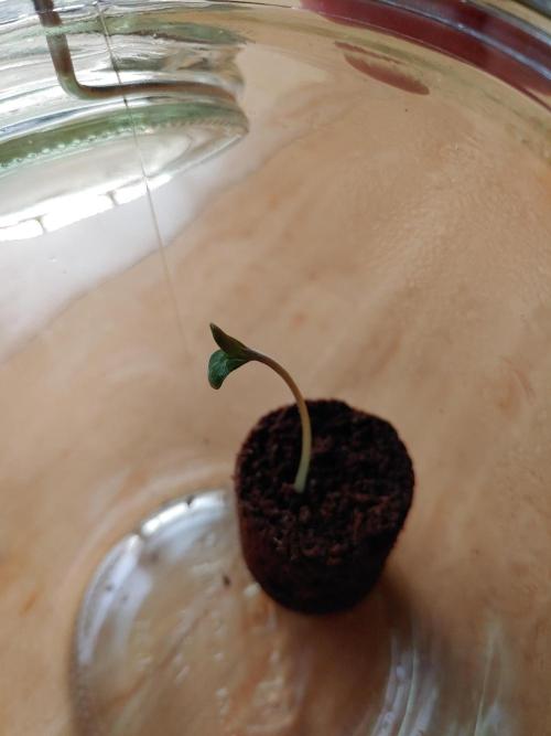 Special Queen #1 | Indoor | Grow #4. Week 0