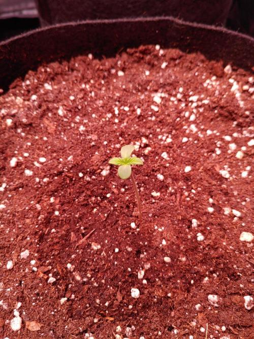 Special Queen #1 | Indoor | Grow #4. Week 0