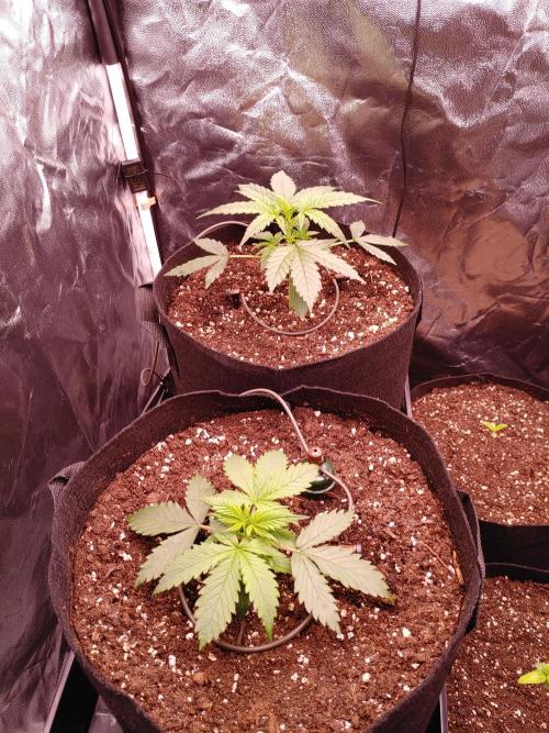 Quick One | Indoor | Grow #4. Week 3