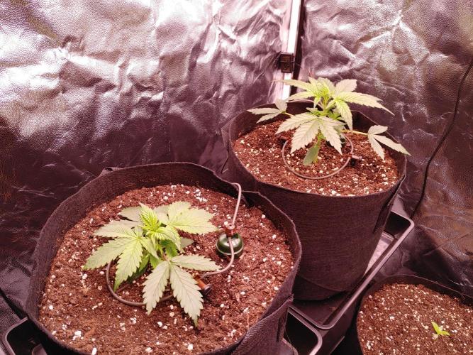 Quick One | Indoor | Grow #4. Week 3