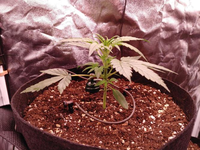 Quick One | Indoor | Grow #4. Week 3 - #1
